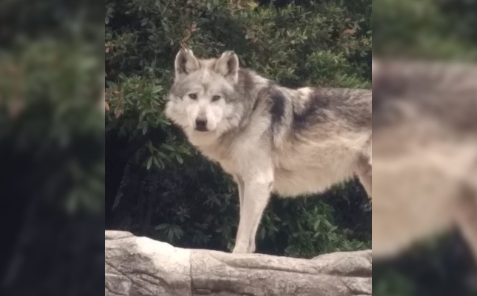 'Sheep', el lobo mexicano más longevo de CdMx, murió a los 15 años ...